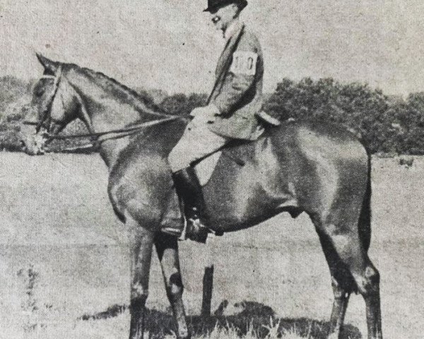 Pferd Dominion Status xx (Englisches Vollblut, 1946, von Taj Ud Din xx)