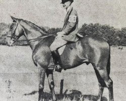 horse Dominion Status xx (Thoroughbred, 1946, from Taj Ud Din xx)