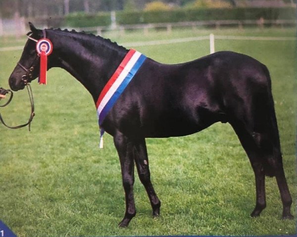 Deckhengst Cusop Dark Secret (British Riding Pony, 1983, von Cusop Flamingo)