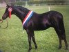 stallion Cusop Dark Secret (British Riding Pony, 1983, from Cusop Flamingo)