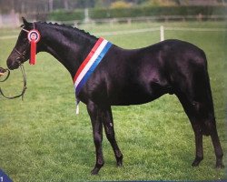 stallion Cusop Dark Secret (British Riding Pony, 1983, from Cusop Flamingo)