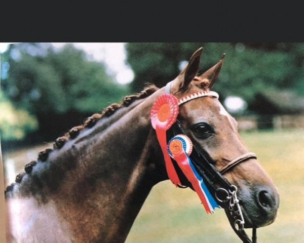 Zuchtstute Roseisle Gay Romance (British Riding Pony, 1974, von Gay Sovereign)