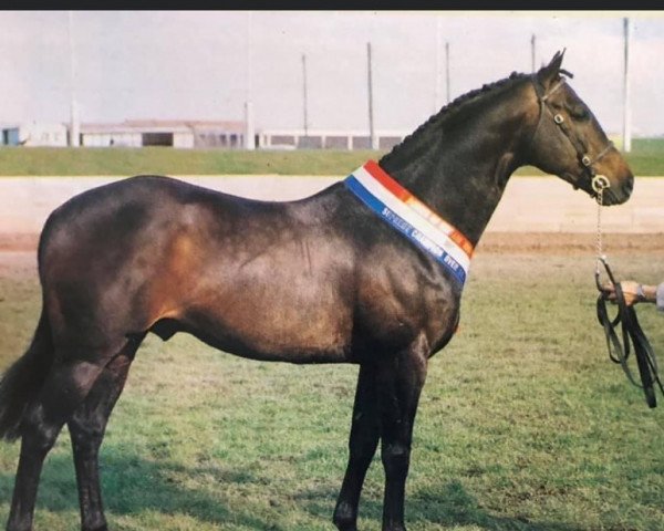 horse Radway Syrtaki (British Riding Pony, 1981, from Floriana xx)