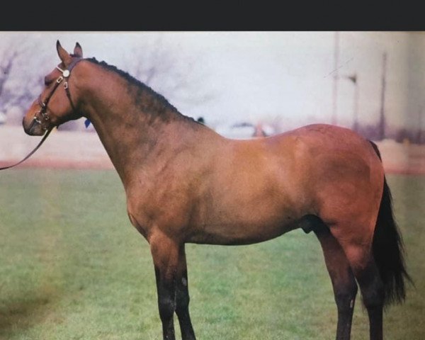 Deckhengst Vean Stormcock (British Riding Pony, 1981, von Gaulden Gamecock)