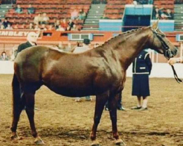 Zuchtstute Carolinas Pussycat (British Riding Pony, 1981, von Bwlch Zephyr)