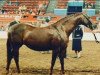 broodmare Carolinas Pussycat (British Riding Pony, 1981, from Bwlch Zephyr)