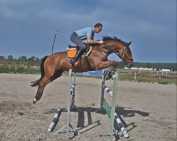 jumper Karl 97 (German Sport Horse, 2017, from Kasanova de La Pomme)