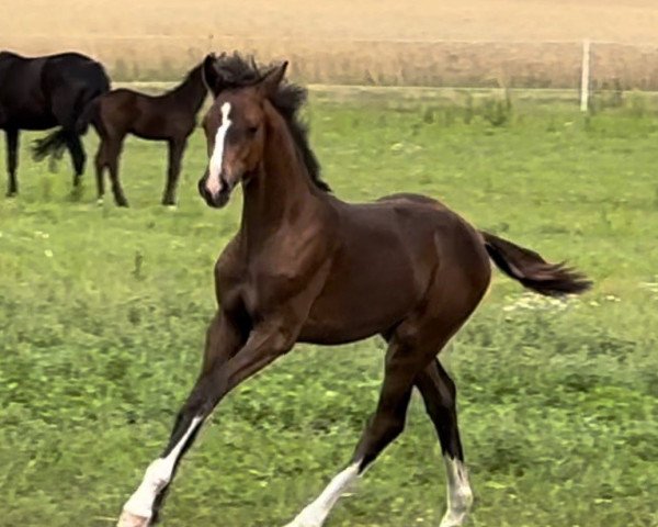 dressage horse Quintessential-Sir Donnerhall (Hanoverian, 2023, from Quintessential)