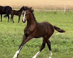 dressage horse Quintessential-Sir Donnerhall (Hanoverian, 2023, from Quintessential)