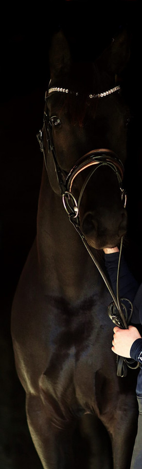 dressage horse Maéva (Hanoverian, 2018, from E.H. Millennium)