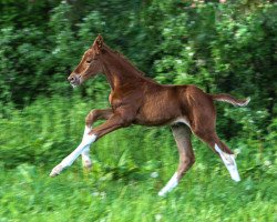 Pferd Samico-Borsalino (Österreichisches Warmblut, 2023)