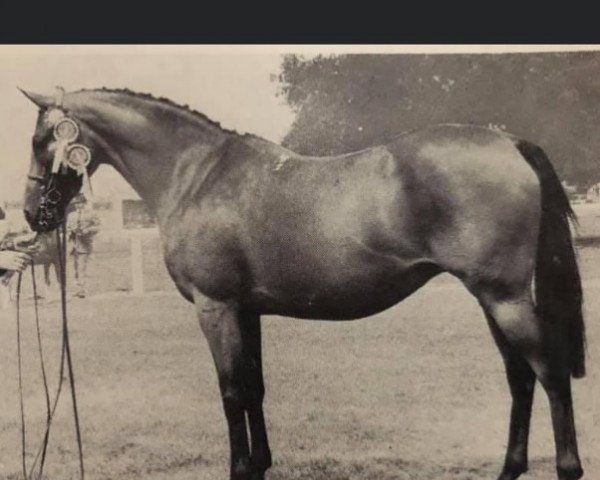 broodmare Cusop Delightful (Arab half breed / Partbred, 1964, from Bwlch Valentino)