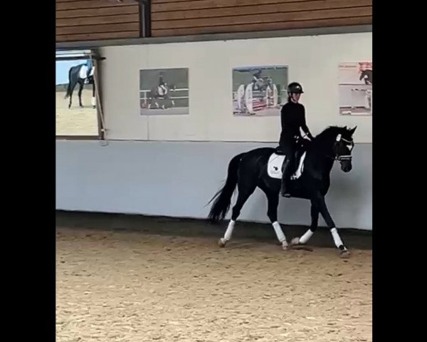 Dressurpferd Zacapa Negra B (Deutsches Sportpferd, 2017, von Birkhof's Zalando OLD)