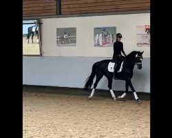 dressage horse Zacapa Negra B (German Sport Horse, 2017, from Birkhof's Zalando OLD)