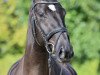 dressage horse Bajonay Walkan (German Sport Horse, 2020, from Bernay)