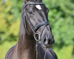 dressage horse Bajonay Walkan (German Sport Horse, 2020, from Bernay)