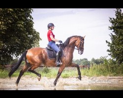 dressage horse Guns N' Roses OLD (Oldenburg, 2014, from Grey Flanell)