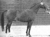stallion Merafic ox (Arabian thoroughbred, 1966, from Daikir ox)