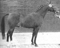 Deckhengst Merafic ox (Vollblutaraber, 1966, von Daikir ox)