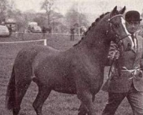 stallion Pennwood Mujib (Welsh-Pony (Section B), 1972, from Downland Chevalier)