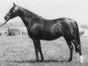 broodmare Downland Misty Morning (Welsh-Pony (Section B), 1963, from Downland Dauphin)