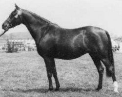 Zuchtstute Downland Misty Morning (Welsh Pony (Sek.B), 1963, von Downland Dauphin)