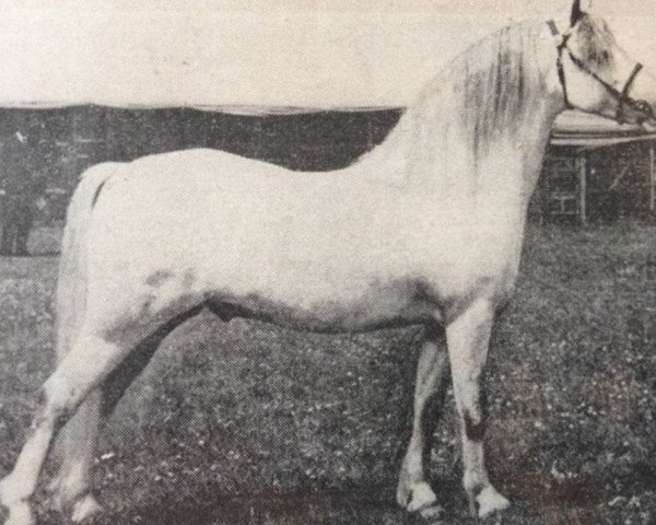 stallion Treharne Tomboy (Welsh mountain pony (SEK.A), 1959, from Treharne Reuben)