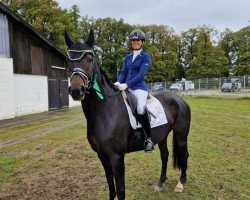 dressage horse Dia Royal (Hanoverian, 2015, from Don Index)