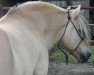 stallion Lukas C-795 (Fjord Horse, 1988, from Uredd)