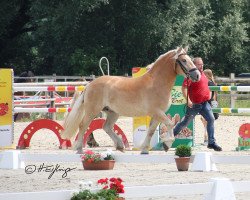 broodmare Stute von Hopper / Condor II (Rhenish-German Cold-Blood, 2018, from Hopper)