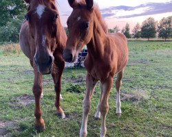 broodmare Sonne (Mecklenburg, 2010, from Saverio)