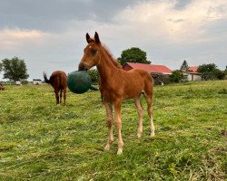 Pferd Kamiro (Mecklenburger, 2023, von Kämmerer)