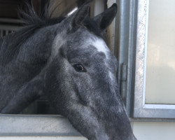 Springpferd Hengst von Cahil / Colman (Holsteiner, 2021, von Cahil)