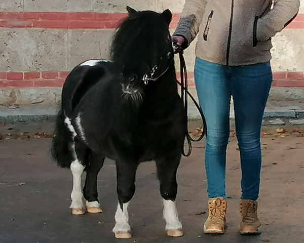 Deckhengst Benjamin v. Stal Ankeveen (Shetland Pony (unter 87 cm), 2008, von Morjoy Nickel)