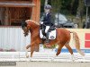 dressage horse Dukat 280 (German Riding Pony, 2007, from Dornik Boy)