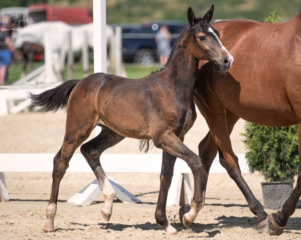 Springpferd Charmeur D'Ariel (Westfale, 2023, von Charmeur Blanc)