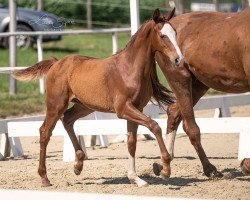 dressage horse Valentino Star (Westphalian, 2023, from Volltreffer)