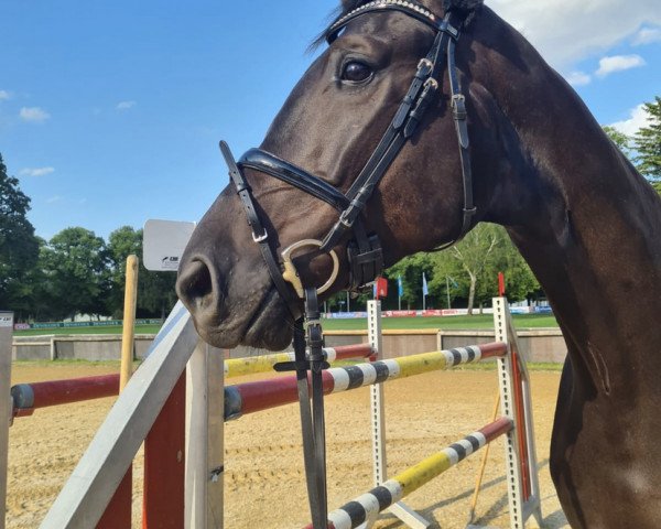 dressage horse Sergeant Simply Black (Hanoverian, 2018, from San Amour I)