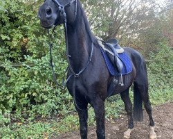 dressage horse Louis Vuitton 20 (Trakehner, 2010, from Redecker)