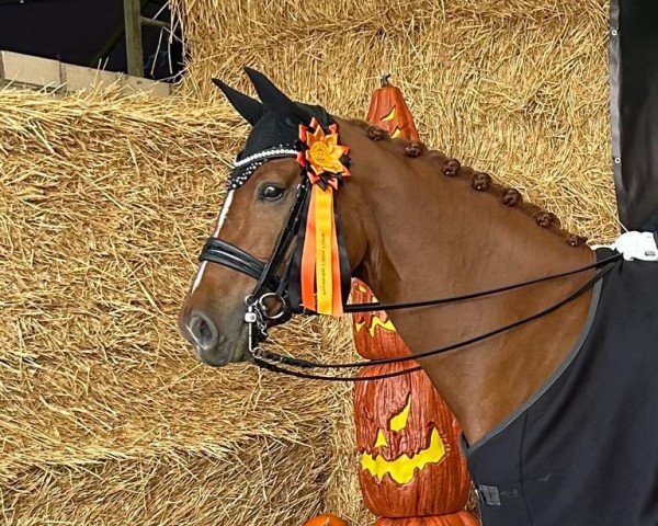 dressage horse Escolara V (Rhinelander, 2014, from Escolar)