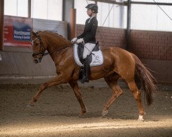 dressage horse Damon's Paradise 3 (Oldenburg, 2015, from Damon Hill)