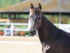 jumper Layla Life (Oldenburg show jumper, 2023, from Contrast 9)