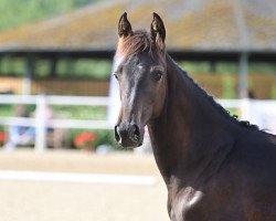 jumper Layla Life (Oldenburg show jumper, 2023, from Contrast 9)