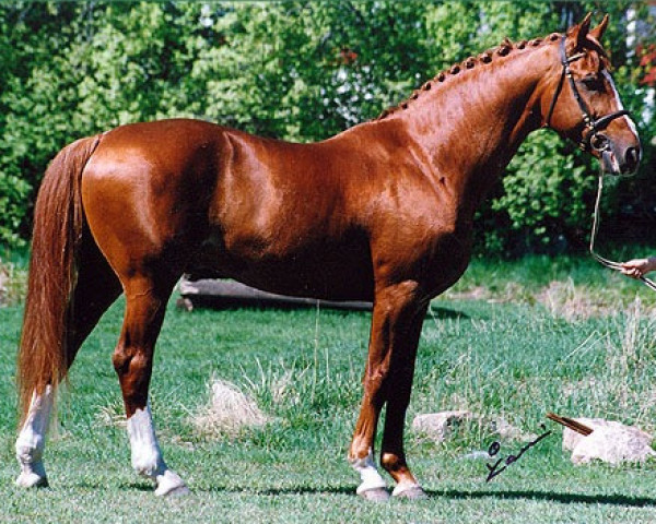 stallion Arioso 98 FIN (Hanoverian, 1986, from Adlerfluegel)