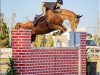 jumper Sam Sh (Oldenburg show jumper, 2012, from Spartacus TN)