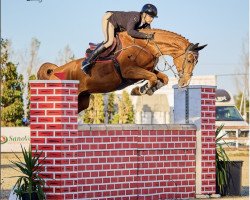 jumper Sam Sh (Oldenburg show jumper, 2012, from Spartacus TN)