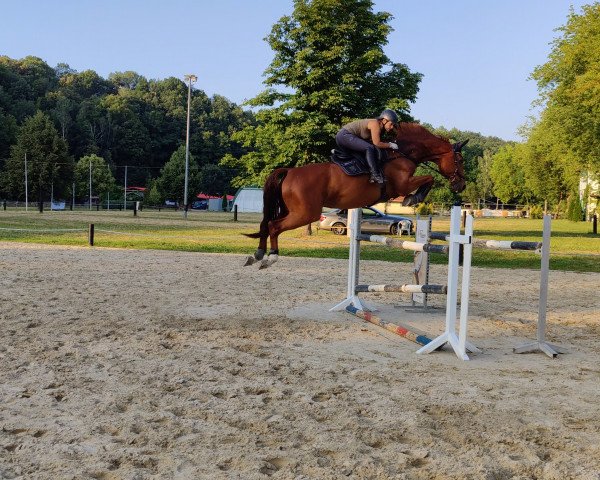 Springpferd Coolman (Deutsches Sportpferd, 2015, von Courtier)