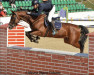 jumper Winchester (Oldenburg show jumper, 2008, from Centadel)