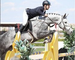 jumper Milton (Hungarian Warmblood, 2016)