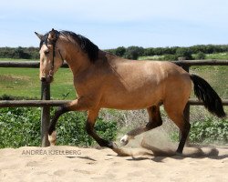 stallion Habibe (Lusitano, 2012)